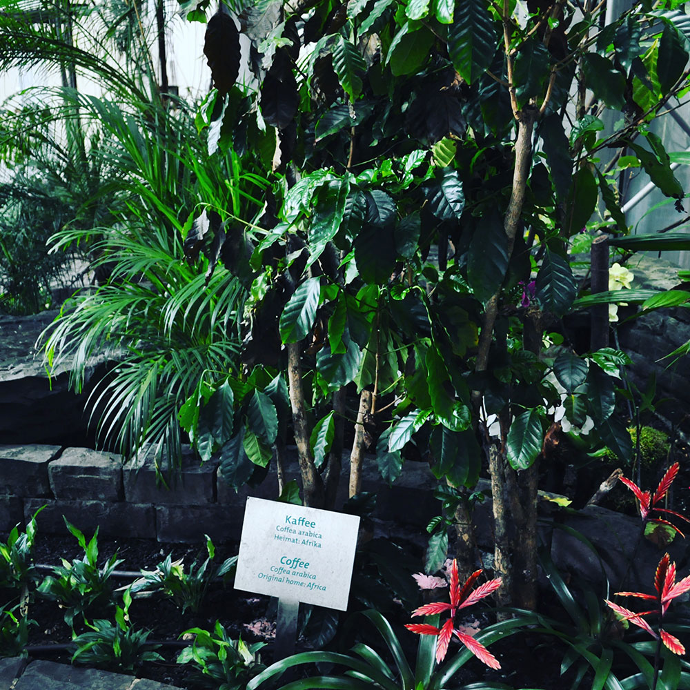 Шоколад. Технология производства шоколада.